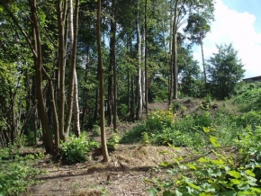 Nikol Schützová - Kus vykáceného lesa