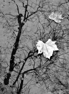 Černobílá krása - Podzim