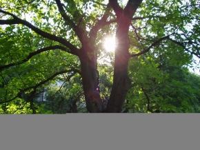 Stromy v krajině - Východ slunce