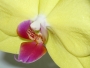 Helena Moravúsová -Moja žltá orchidea