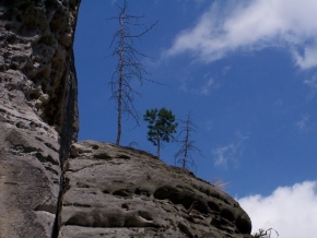 Stromy v krajině - Rosteme i na skalách