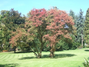 Stromy v krajině - Strom pestrobarevný