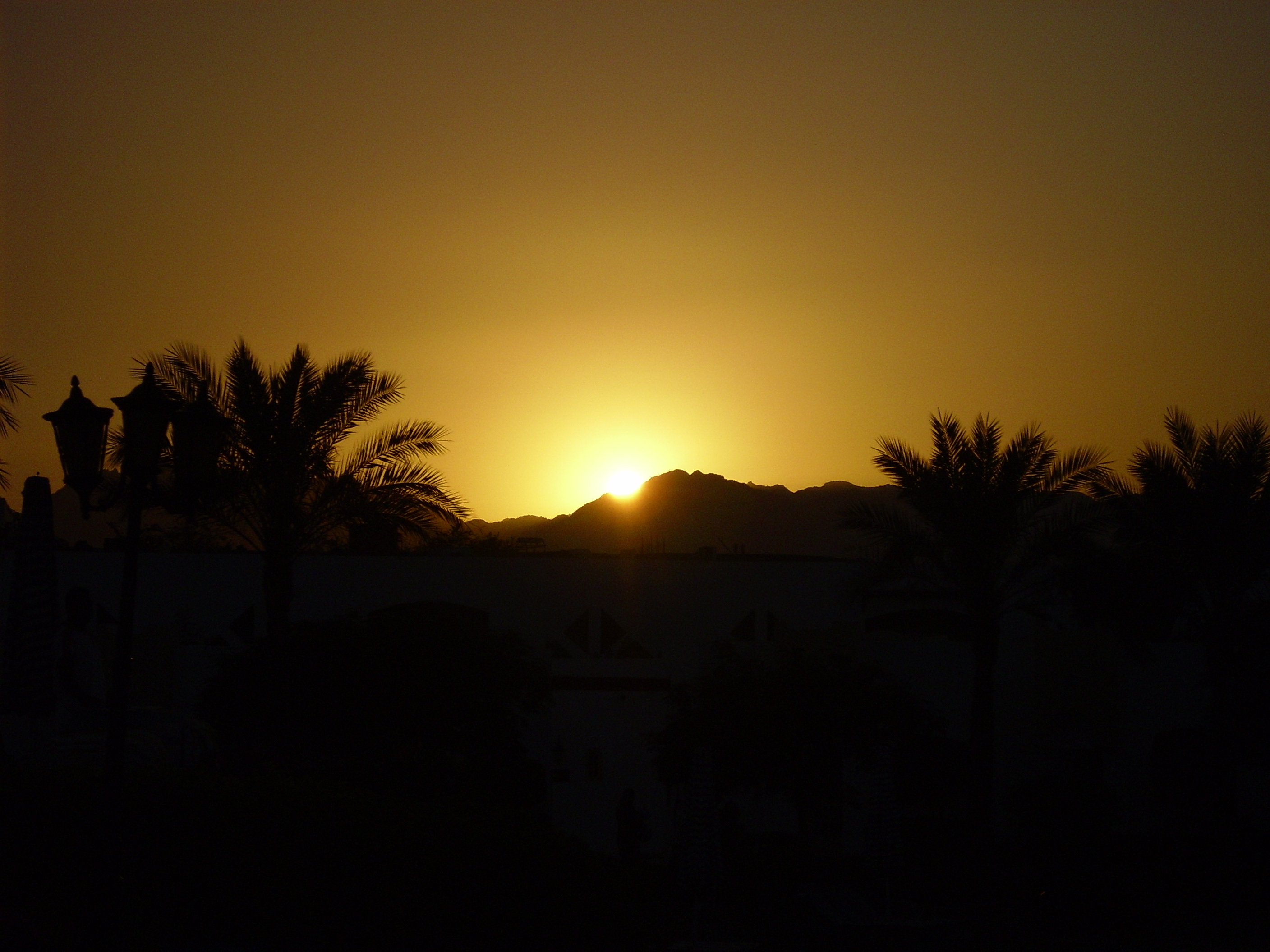 Palmy při západu slunce