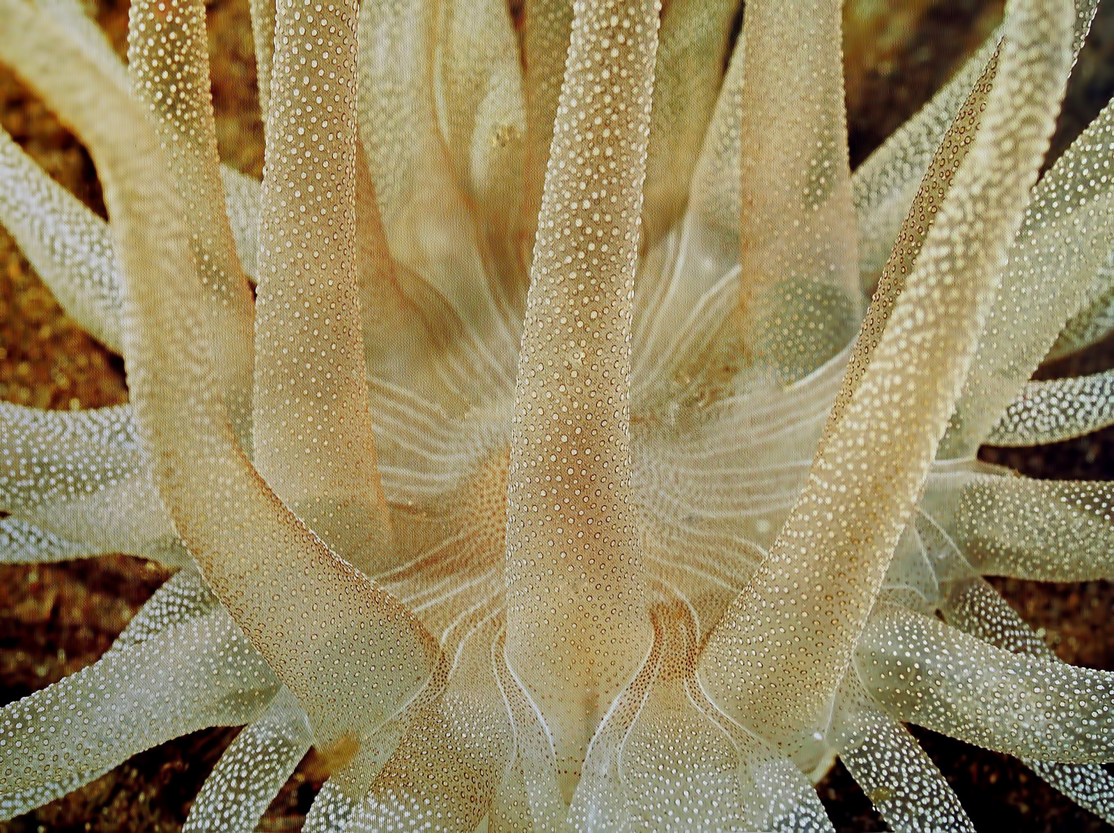 Chobotnice v lotosovém květu
