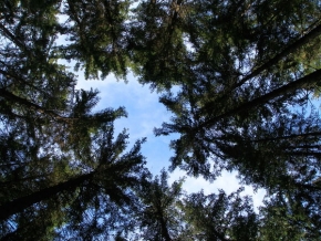 Stromy v krajině - Pohled k nebi pres stromy