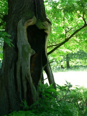 Stromy v krajině - Kaštan
