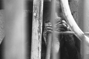 Černobílá krása - Zvířata nepatří za mříže