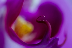 Makro a Close-up - orchidea