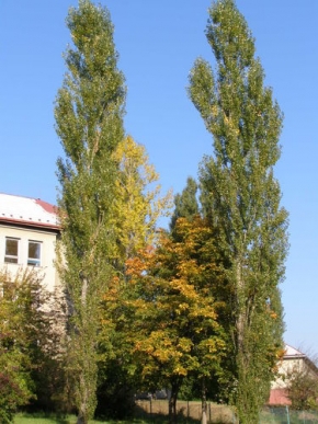 Stromy v krajině - Přřed školou