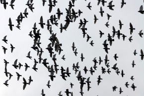 Černobílá krása - Kolínští ptáci
