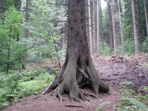 Stromy v krajině - ŠUMAVA