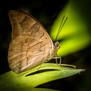 Makro a Close-up - Motýl 