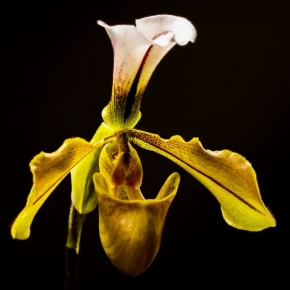 Makro a Close-up - Orchidej