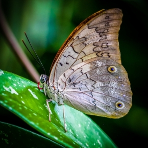 Makro a Close-up - Motýl II