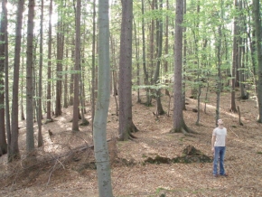 Stromy v krajině - Člověk