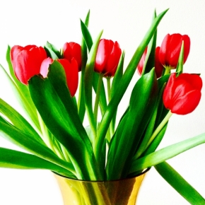 Markéta Nováková - tulipány