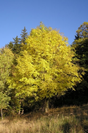 Stromy v krajině - Podzim v Brdech