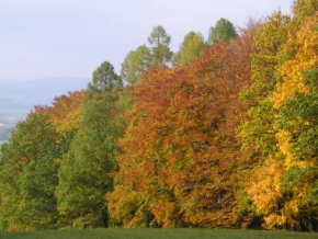 Stromy v krajině - Podzimní paleta