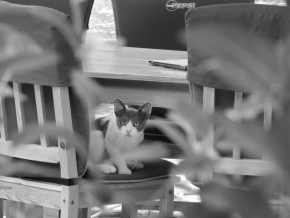 Vidím to černobíle - Kočičí restaurace