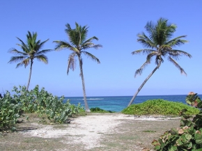 Stromy v krajině - St. Martin - karibská idylka
