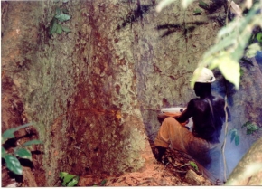 Stromy v krajině - Ghana - kácení stromu