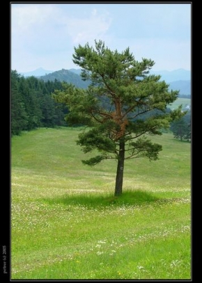 Stromy v krajině - Znamení pro pocestné