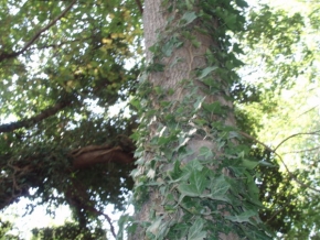 Georgij Samardžiev - Oblečený strom