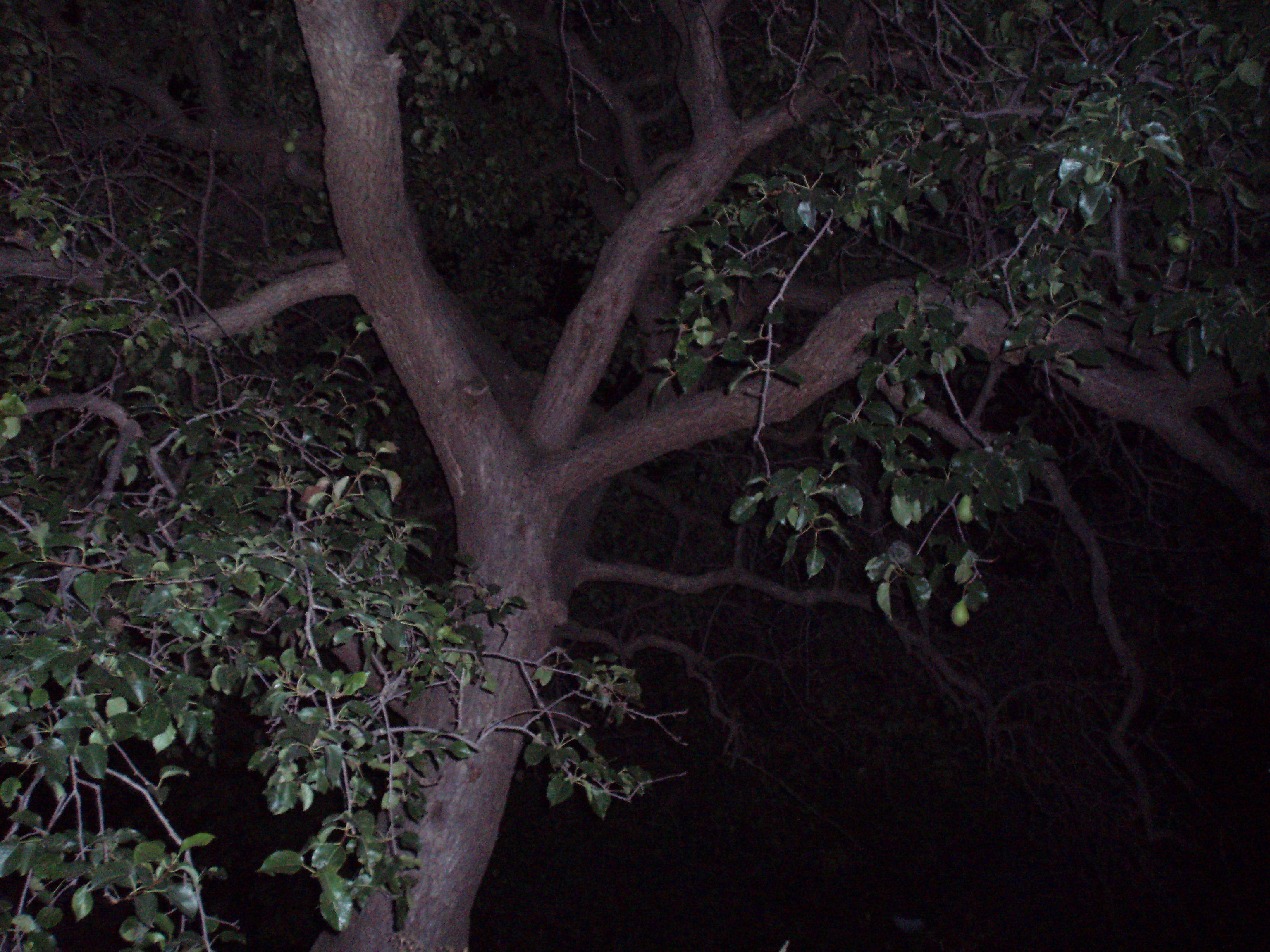 Noční strom