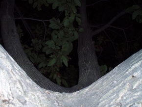Stromy v krajině - Noční ořešák