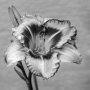 marie dirgova - Květ