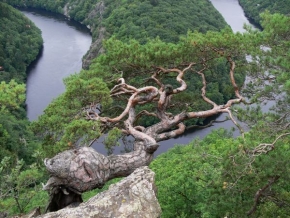 Stromy v krajině - Borovice