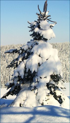 Stromy v krajině - Jehličnatý sněhulák