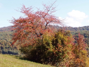 Stromy v krajině - Ako zvládajú jeseň