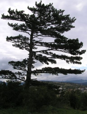 Stromy v krajině - Borovice na Dalmátském pobřeží