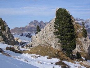 Stromy v krajině - Dolomity