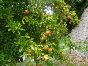 Stromy v krajině - Granátová jablke v e Starém Baru