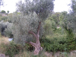 Stromy v krajině - Olivovník v Sutomore
