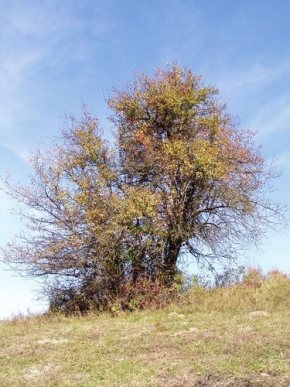 Stromy v krajině - Osamotení na vrchole kopca