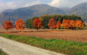 Stromy v krajině - Jeseň
