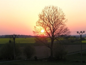 Stromy v krajině - Slunce na větvi
