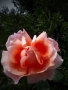 Jan Kliner -Růže, růžová ...