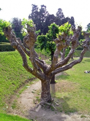 Stromy v krajině - Zahrada Boboli
