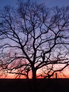Stromy v krajině - Strom v západu slunce