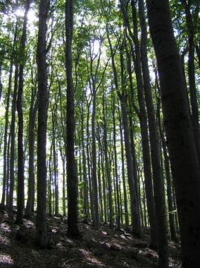 Stromy v krajině - Lesní velikáni
