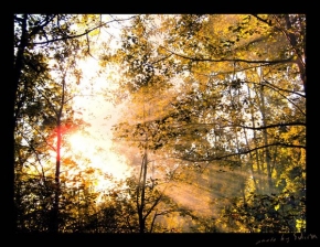 Stromy v krajině - Fotograf roku - junior - Prostupujíc kouřem