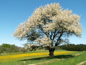 Stromy v krajině - Pastva pro včely