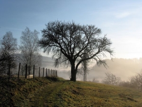 Stromy v krajině - Poslední pastýř