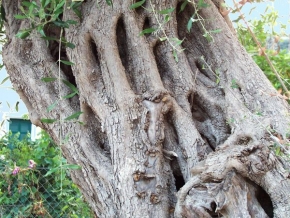 Stromy v krajině - Olivovník