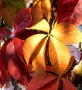 Iva Matulová -na vlně podzimu