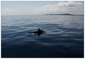 Fotograf roku na cestách 2016 - Delfini poprvé